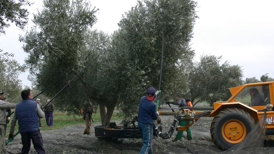 La Unión no descarta movilizarse por los bajos precios en la aceituna