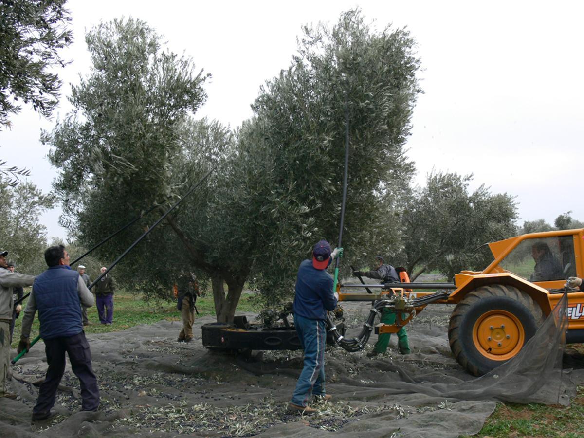 Recogida de la aceituna