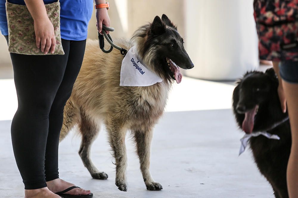 El hospital de Ibiza abre la puerta a los perros.