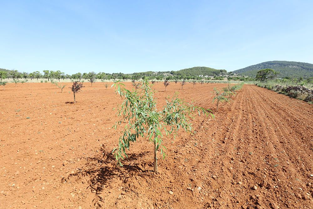 Las variedades de almendro autóctonas 'pau' y 'espineta' se injertan en 126 árboles para crear un banco de semillas.