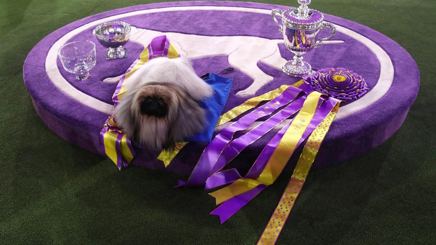 El concurs caní Westminster Dog Show