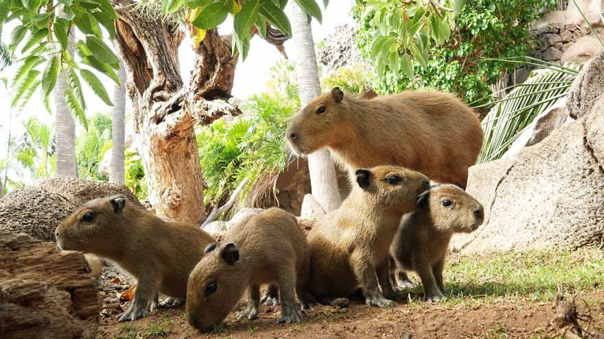 Loro Parque celebra el primer parto múltiple del mayor roedor del mundo... y el más famoso