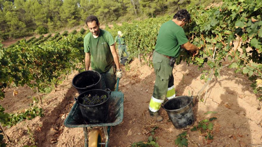 Verema a la finca d&#039;Urpina