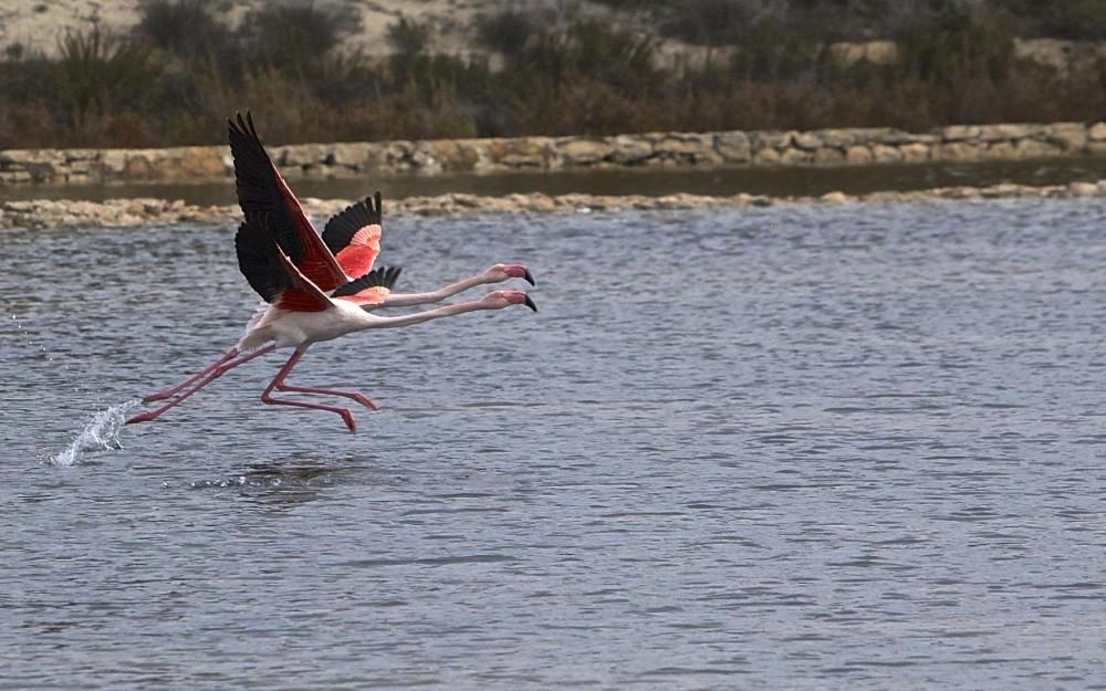 Flamencos en Ibiza