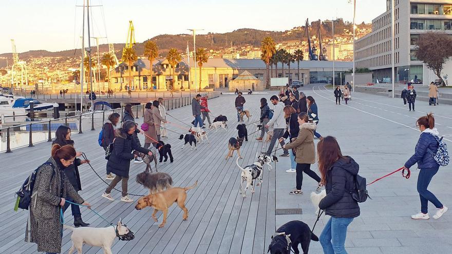 Perros con sus dueños en una actividad en As Avenidas.