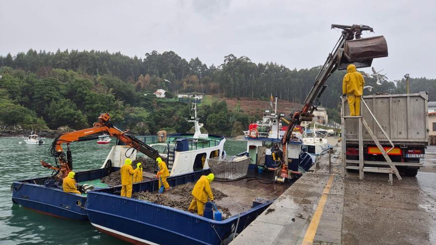 Descarga de mejillón en el puerto de Lorbé |  LOC