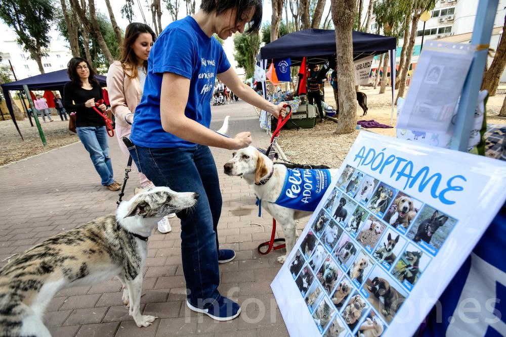 L'Alfàs del Pi, contra el abandono de las mascotas