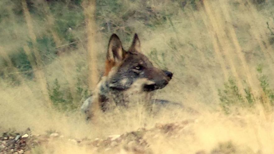 Imagen de un lobo en una sierra gallega, en 2015. |   // MARTIÑO NERCELLAS