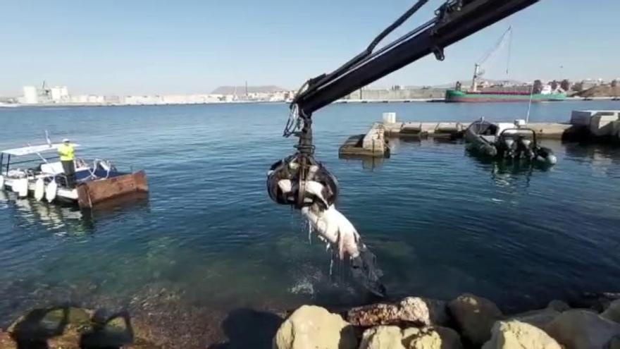 Aparece un tiburón muerto de tres metros en la dársena exterior del puerto de Alicante