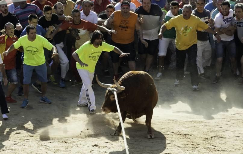 La carrera del Toro Enmaromado 2017 Razonador