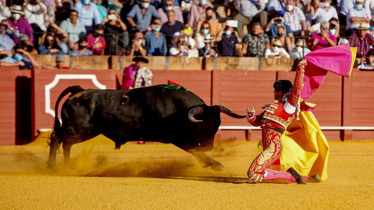 El torero Manuel Escribano, con el capote a su primer astado de el 14ª festejo de la Feria de San Miguel a 03 de octubre del 2021 en la Real Maestranza.