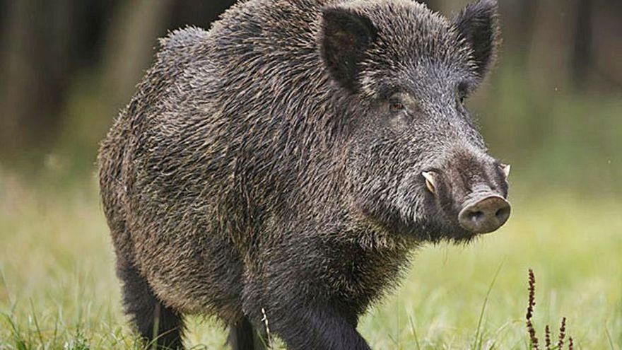 Es redueix entre un 20 i un 40% el nombre de senglars a l&#039;Empordà i Girona