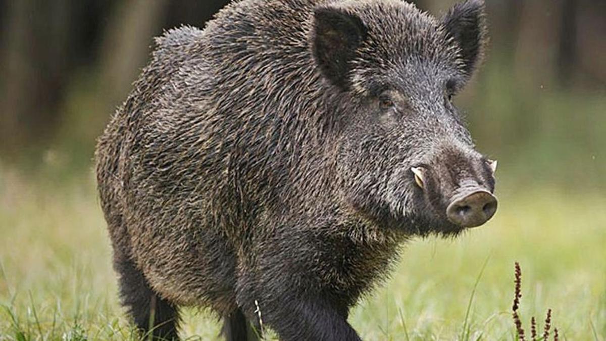 Imatge d'arxiu d'un por senglar