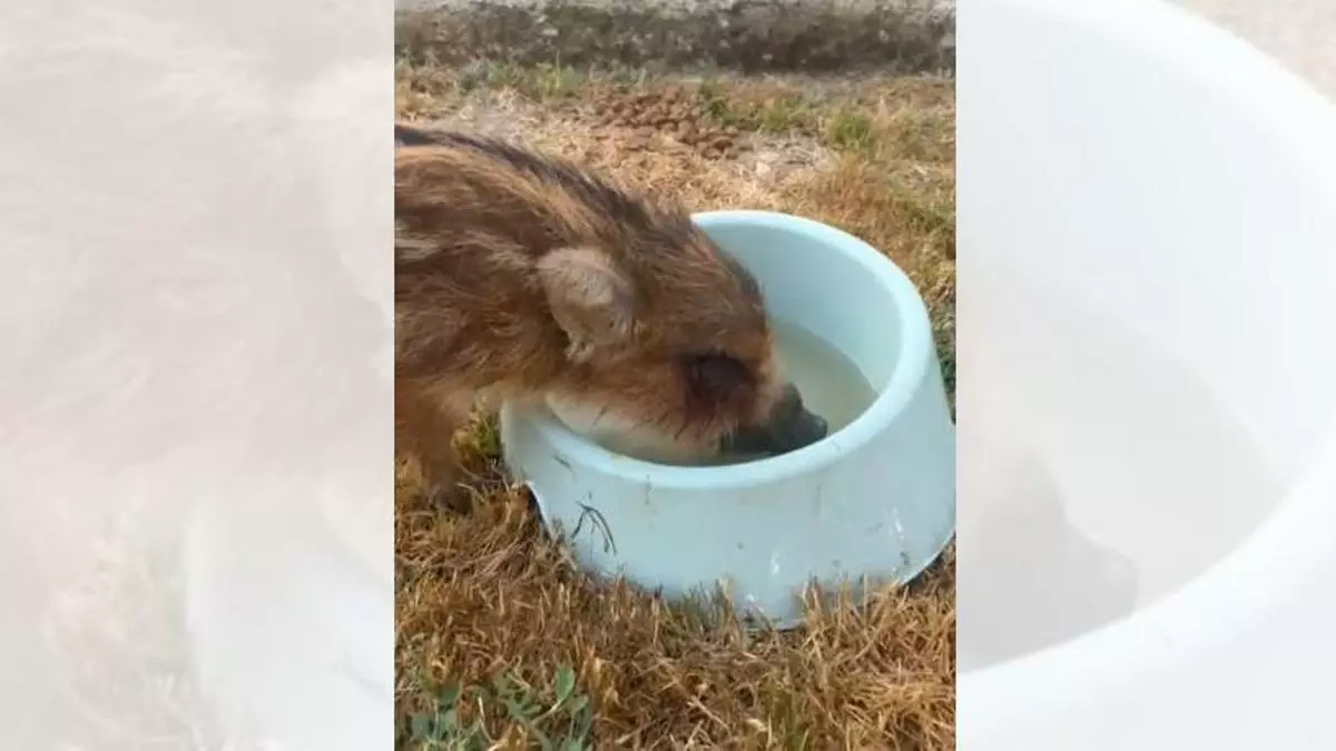 VÍDEO | Dos germans rescaten una cria de senglar ferida al mig de la carretera N-II