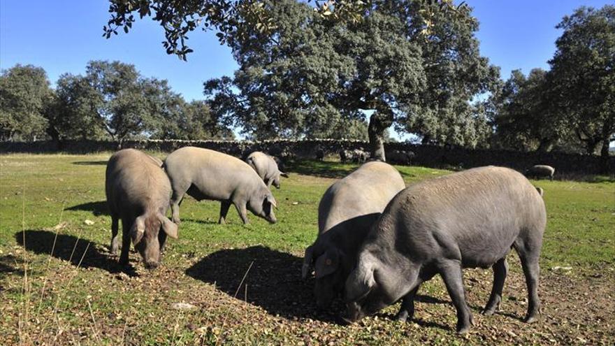 La Junta crea una oficina comarcal agraria tras años de demanda