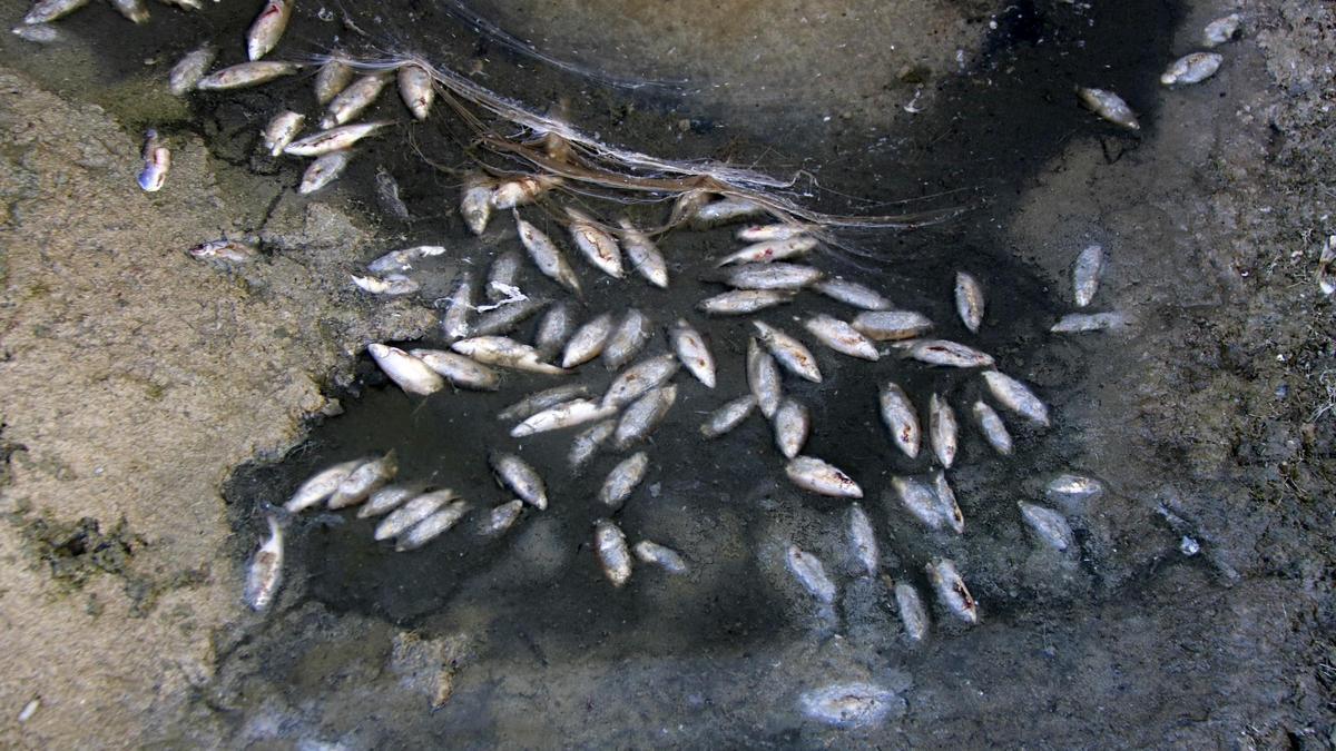 Denuncian la muerte de medio millar de peces en el canal Segarra-Garrigues en Les Borges Blanques