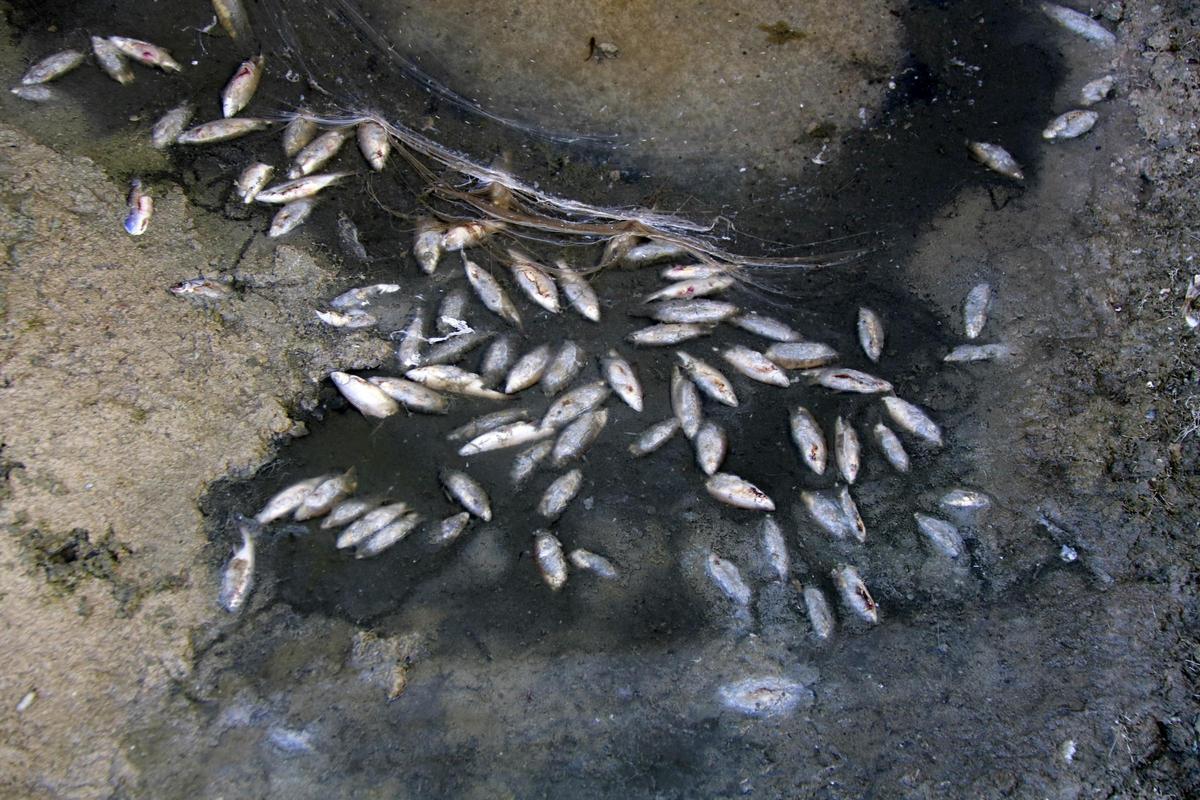 Denuncian la muerte de medio millar de peces en el canal Segarra-Garrigues a les Borges Blanques