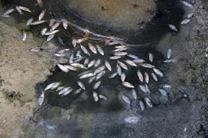 Denuncian la muerte de medio millar de peces en el canal Segarra-Garrigues en Les Borges Blanques