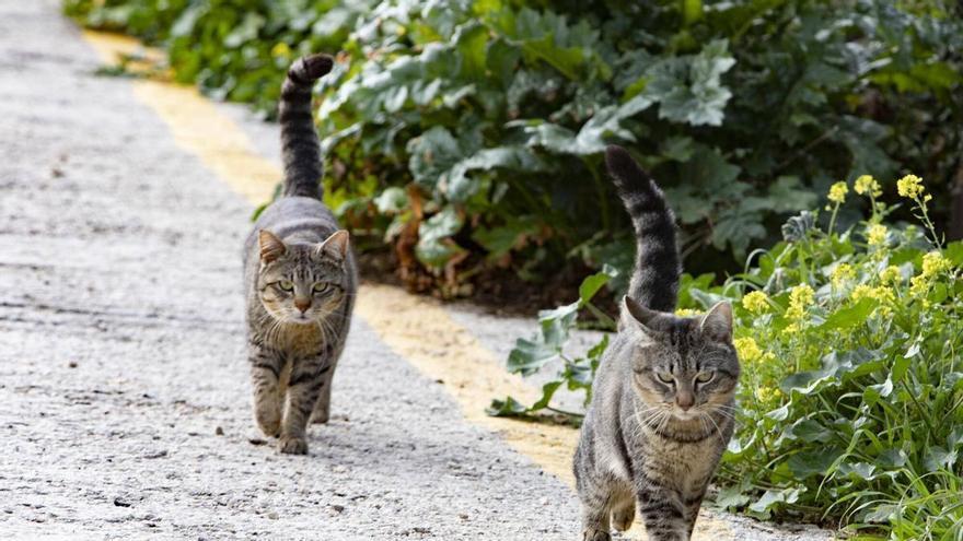 la legalidad del contrato de recogida de animales tras la suspensión cautelar