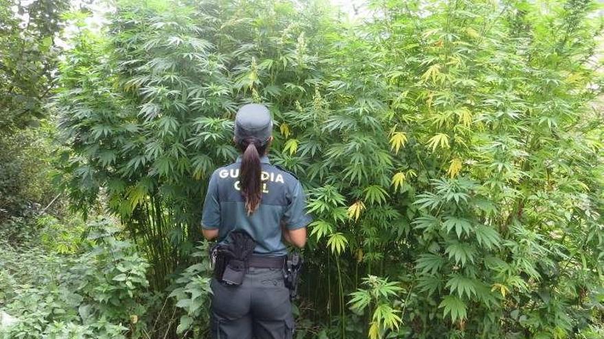 Una agente durante la incautación, frente a una de las plantas de marihuana, de más de 2 metros de altura.