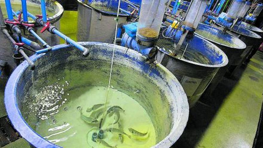 Los planes nacionales de acuicultura permiten incrementar la financiación disponible  y facilitar el 
estrechamiento de las relaciones entre la comunidad científica y el sector productor.  | CARME RIPOLLÉS
