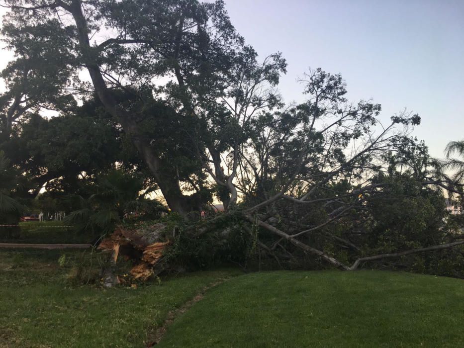 Cae un ficus en la calle Lope de Rueda.