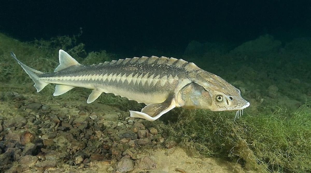 antigua foto de un esturión pescado en las aguas del guadalquivir