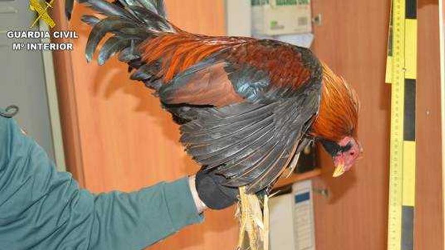 Desmantelan un recinto de peleas de gallos con un graderío para 300 postores