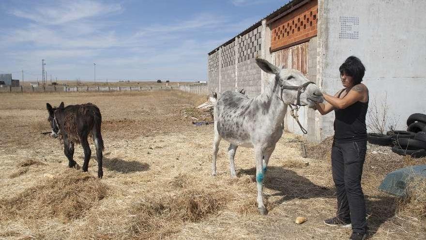 Los burros rescatados permanecen en un terreno junto a la perrera municipal de Zamora.