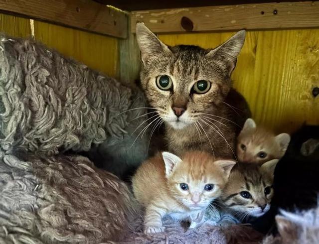 Una família de gats gestionats per l'associació animalista de Solsona
