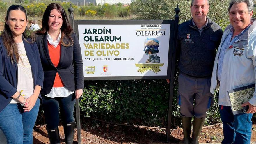 Crean en Antequera un jardín con más de 60 especies de olivos