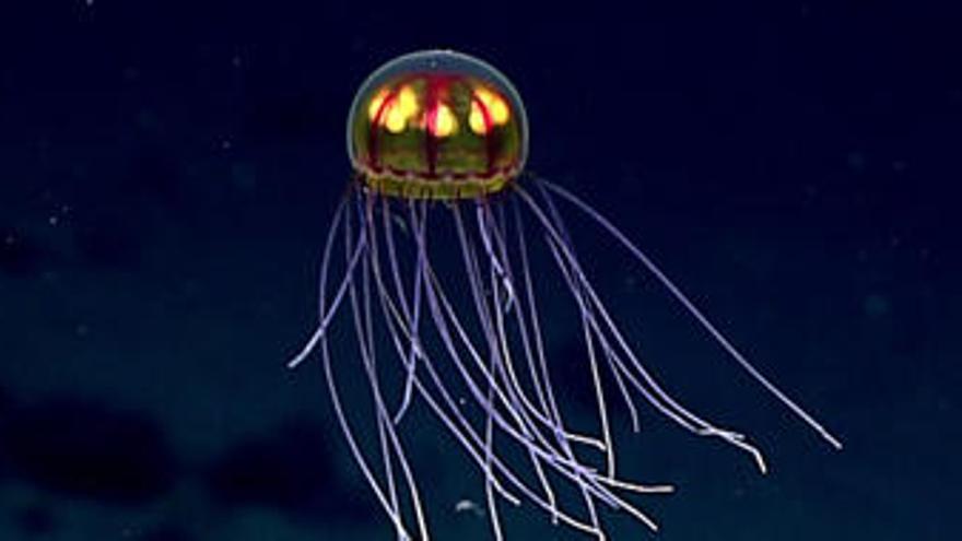 Una medusa &#039;alienígena&#039; apareix a la Fossa de les Mariannes