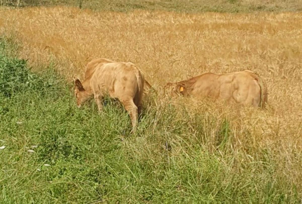 Terneros pastan en fincas ajenas
