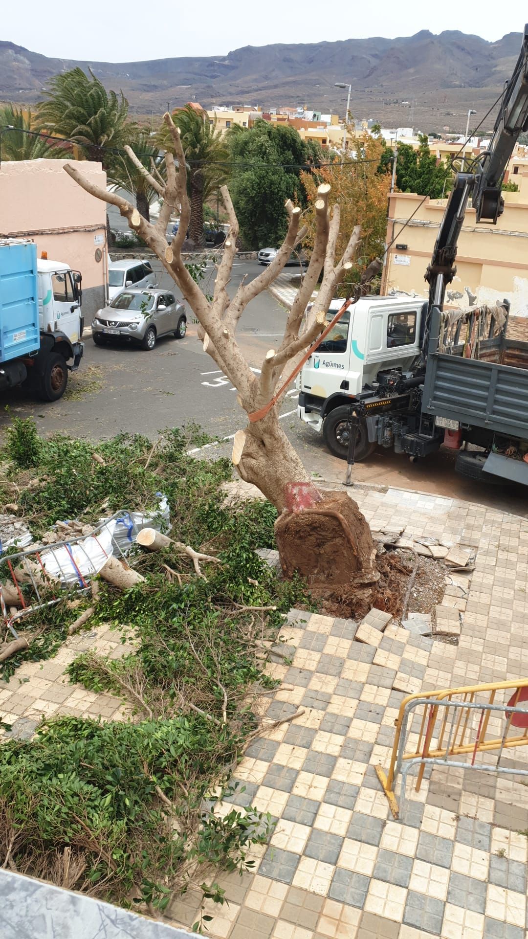 El fuerte viento derriba un árbol de grandes dimensiones en Agüimes