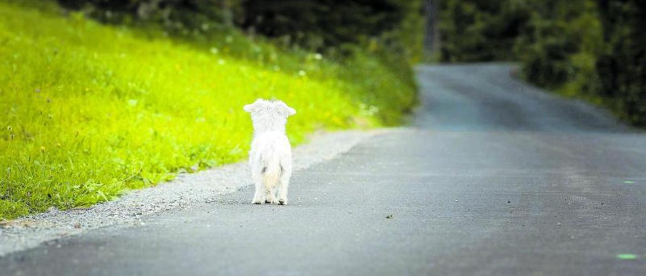 Un perro vaga por una carretera, en una imagen aún demasiado frecuente.