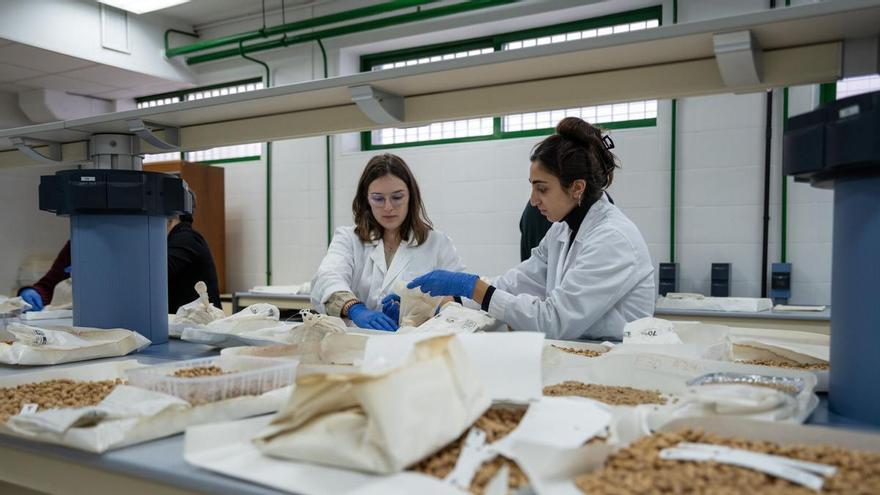 El olivo andaluz viaja al Ártico para quedar a salvo en la mayor bóveda de semillas del mundo