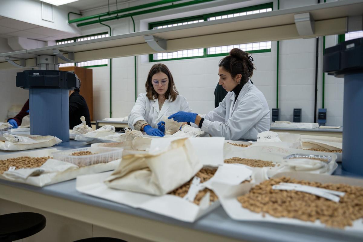 Preparación de las semillas de olivo que entrarán la próxima semana por primera vez en la bóveda de Svalbard (Noruega)