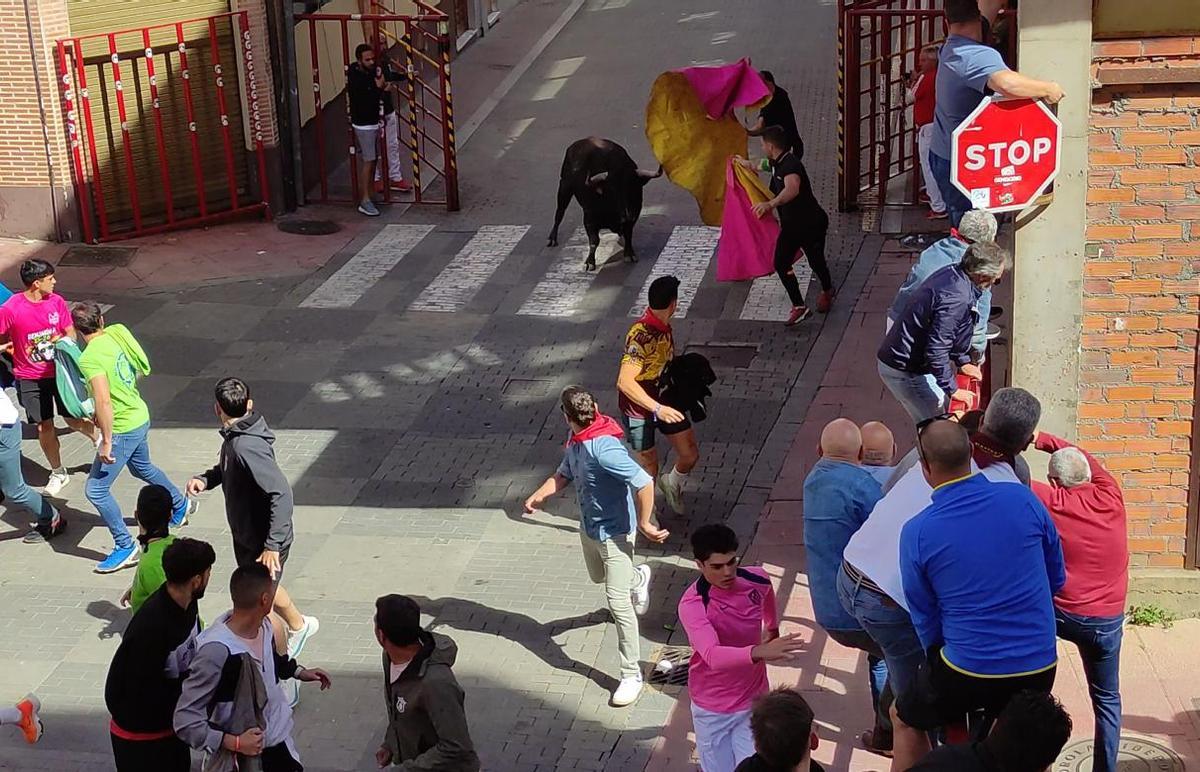 GALERÍA: El toro del cajón de La Reata, de las fiestas de Benavente, en imágenes