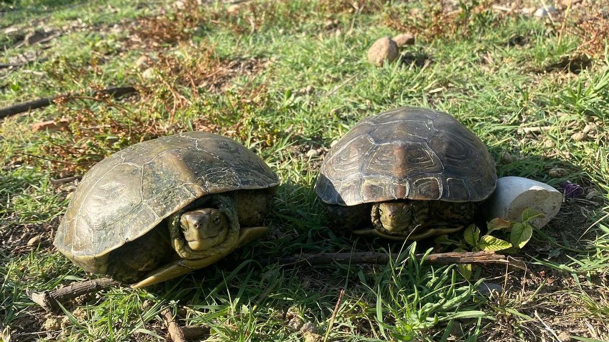 Dues tortugues censades.