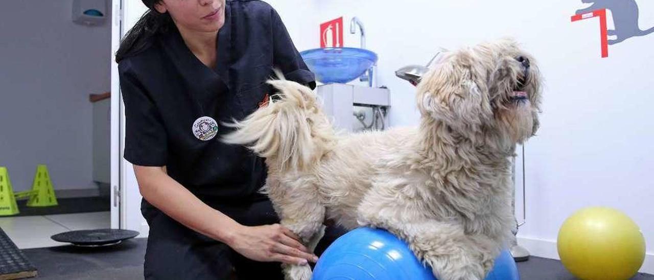 Carmen Ceres trata a Jero, un lhasa apso operado de hernia discal con parálisis en las patas traseras. // Marta G. Brea