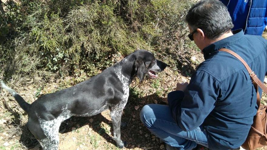 Un agricultor busca con la ayuda de un perro algún ejemplar de trufa.