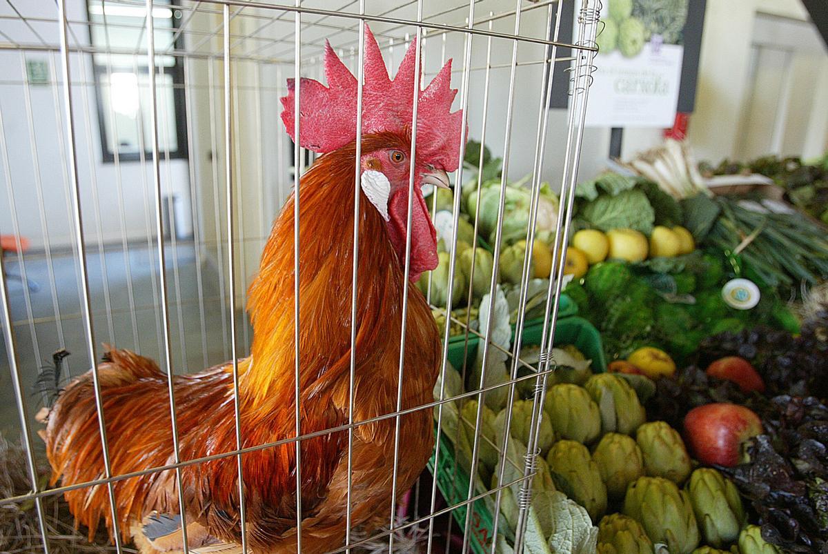 Catalunya prohibeix els ocells de corral en mercats i fires de bestiar