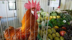 Catalunya prohibeix els ocells de corral en mercats i fires de bestiar