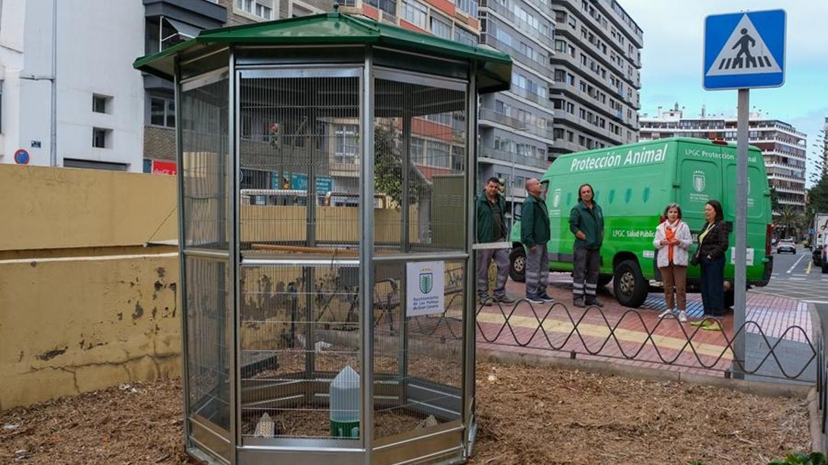 La primera de las jaulas para reducir la población de palomas en la Las Palmas de Gran Canaria instaló en la calle Concepción Arenal el pasado mes de marzo.
