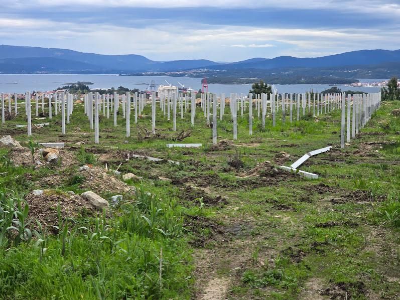 Viñedos en Vilagarcía, donde el sector trata de controlar el desarrollo de vegetación adventicia.