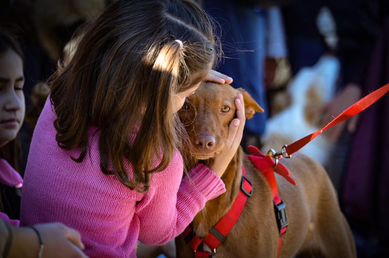 Fundación Bioparc y AUPA celebran el 15º Desfiles de perros abandonados