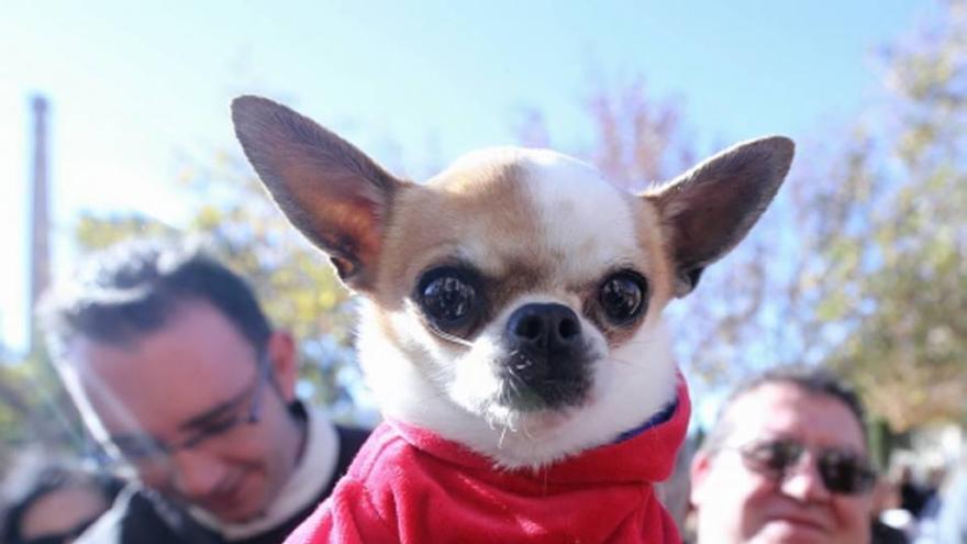 San Antón consagra a sus animales