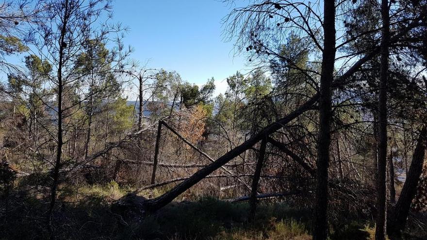 El Consell excluye a la Costera de las brigadas antiincendios para combatir la despoblación