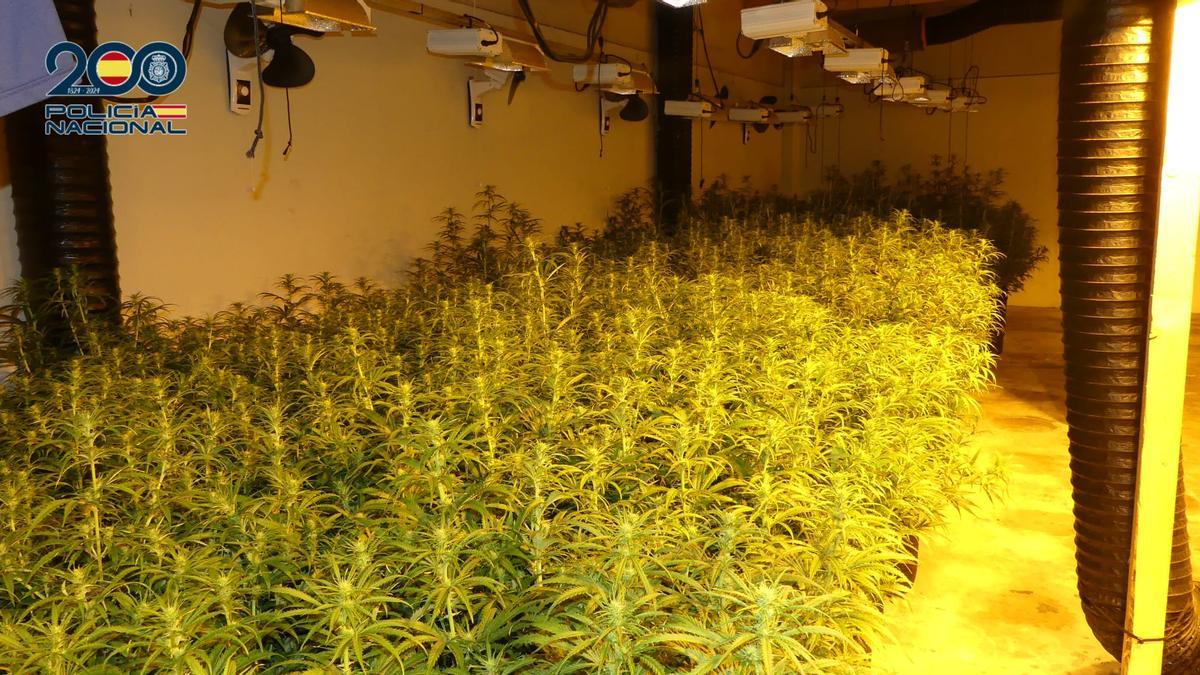 Plantación 'indoor' de marihuana incautada en la operación