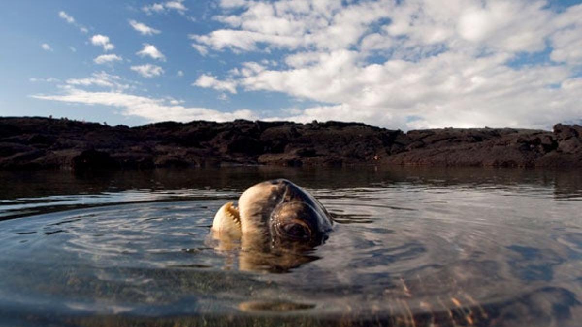 Tortuga verde en las Islas Galápagos